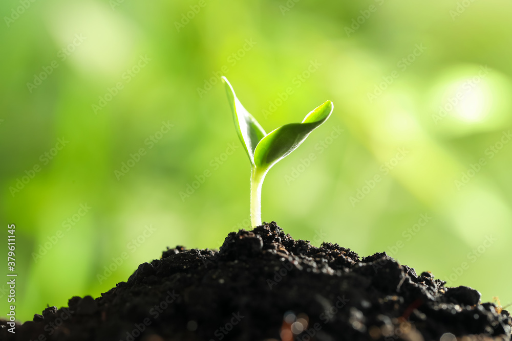 Fototapeta premium Young vegetable seedling growing in soil outdoors