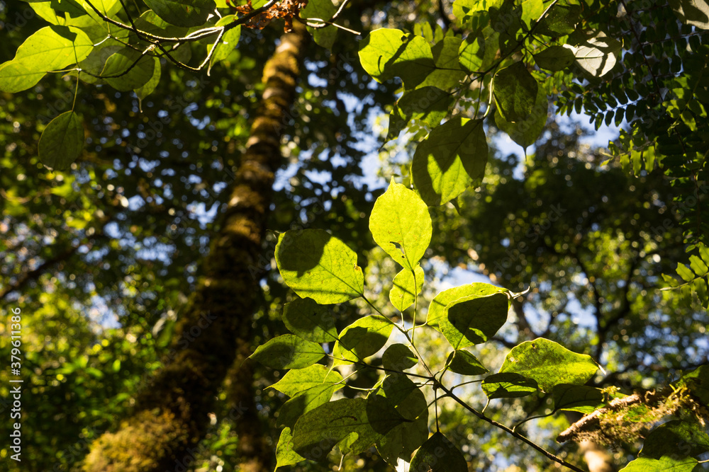 Tropical forest, trees in sunlight Tropical forest, trees in sunlight
