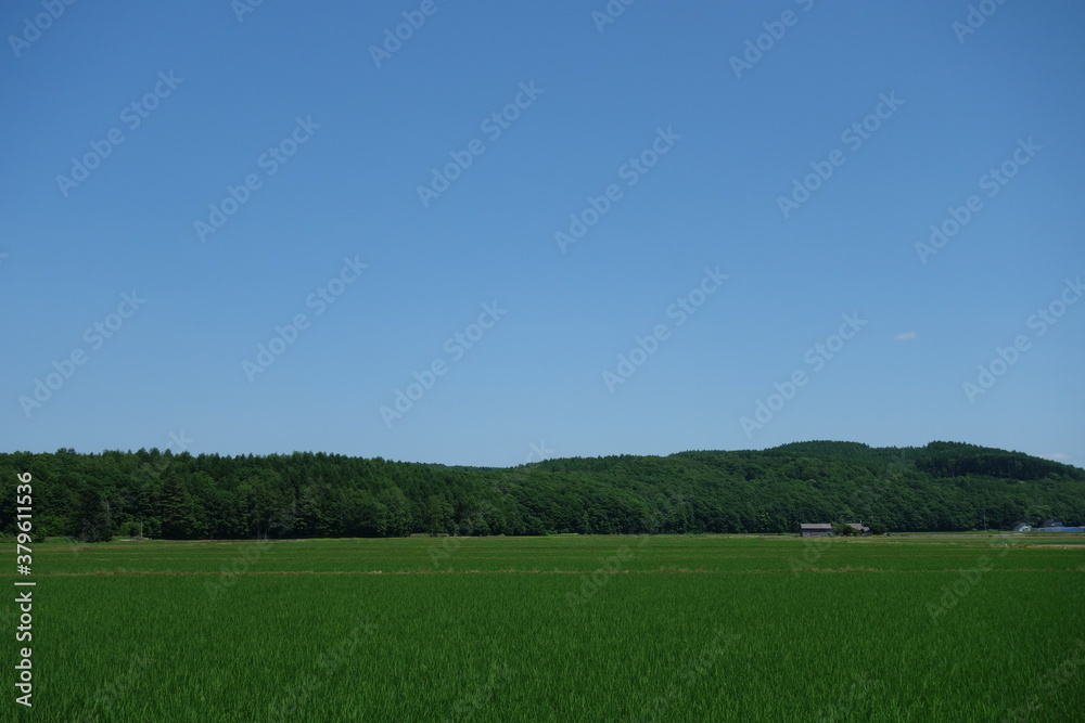 Obraz premium 夏の田んぼの風景