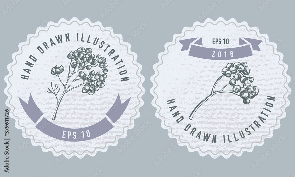 Monochrome labels design with illustration of rosemary everlasting