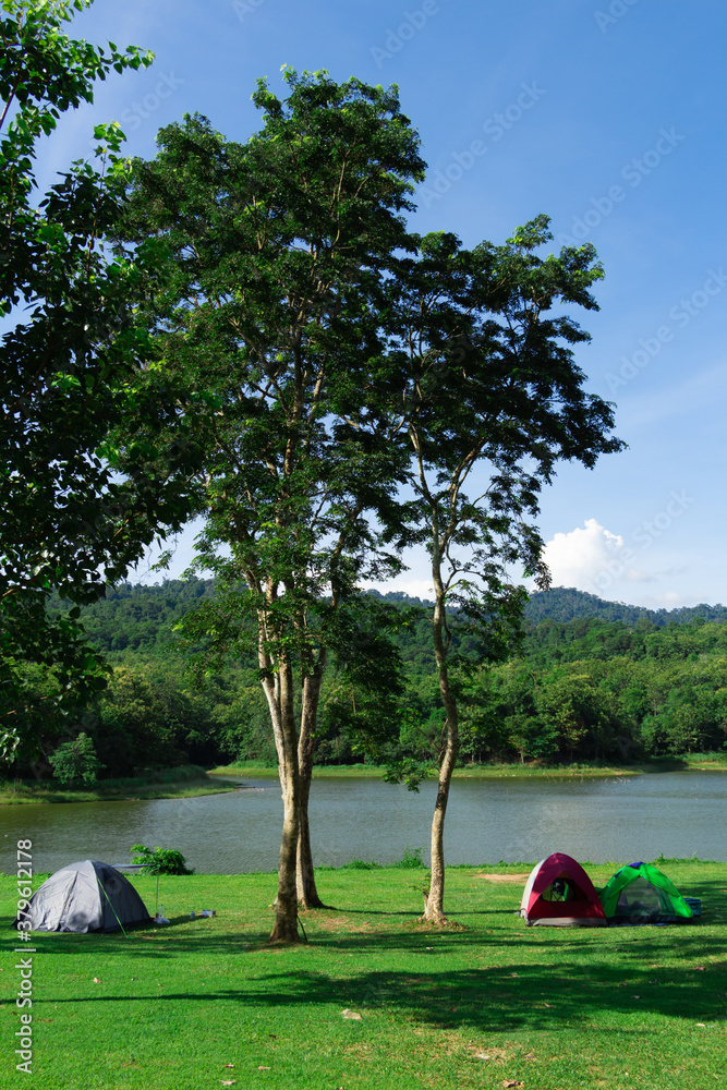 camping under the tree