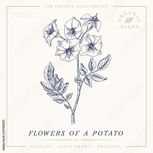 Fototapeta Naklejka Na Ścianę i Meble -  Flower of a potato botanical sketch vintage retro detailed engraved style illustration