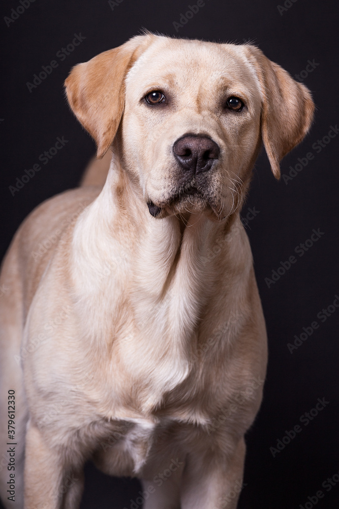 Golden Retriever Golden Retriever