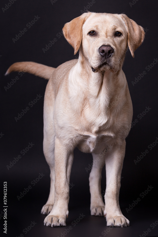Golden Retriever Golden Retriever
