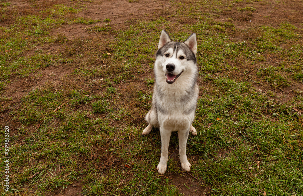 Siberian husky with brown eyes sits and looks ahead. Cheerful dog in nature. Copy space