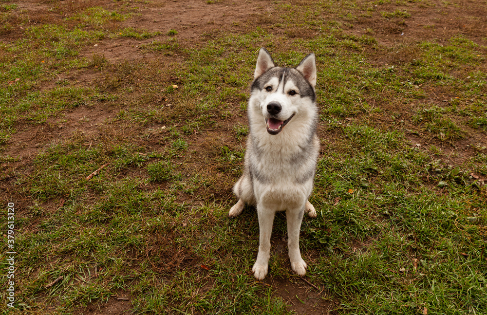 Siberian husky with brown eyes sits and looks ahead. Cheerful dog in nature. Copy space Siberian husky with brown eyes sits and looks ahead. Cheerful dog in nature. Copy space