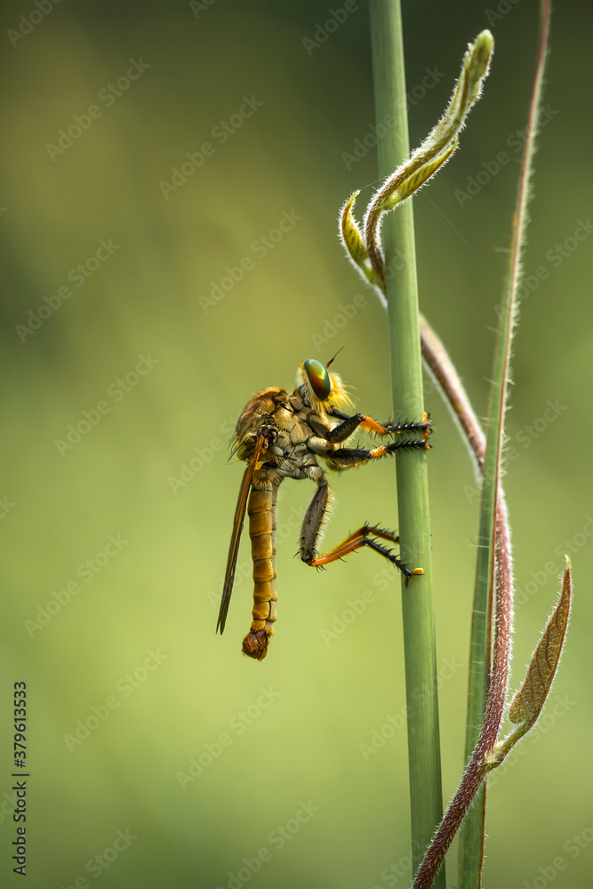 Naklejka premium Robberfly on grass
