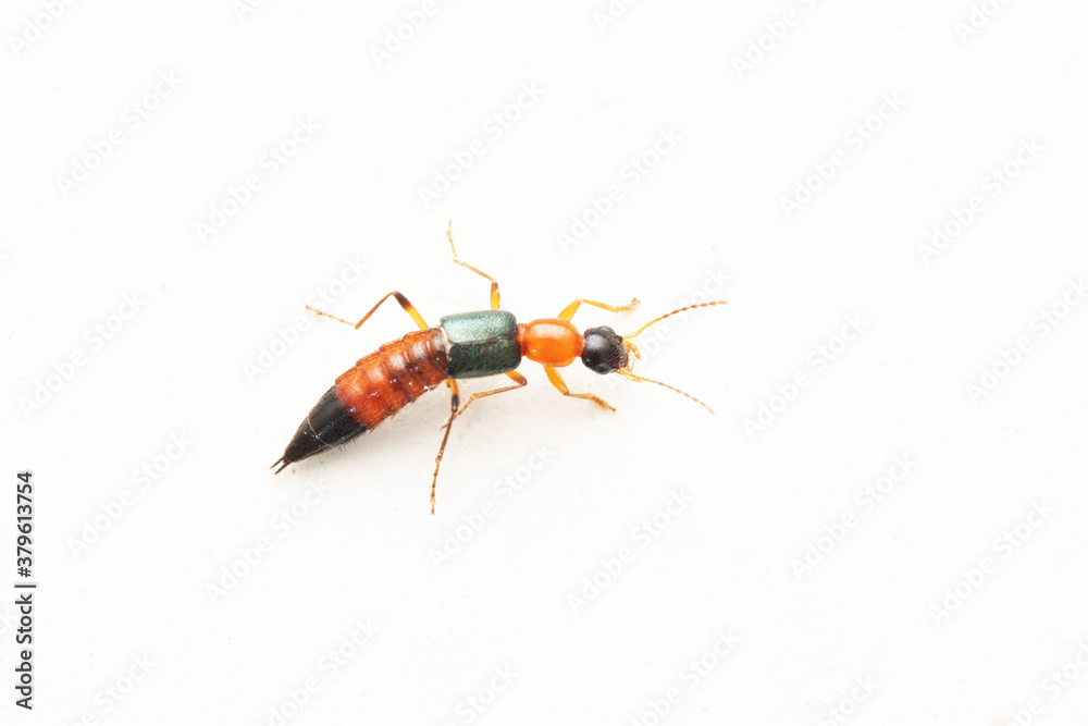 Paederus rove beetles, Satara, Maharashtra, India. Paederus is a genus of small beetles of the family Staphylinidae Paederus rove beetles, Satara, Maharashtra, India. Paederus is a genus of small beetles of the family Staphylinidae