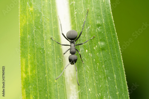 Worker ant polyrhachis proxima, Satara, Maharashtra, India photo