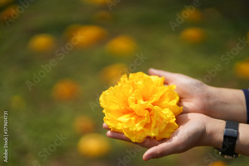 Woman hand holding flower in garden background.
