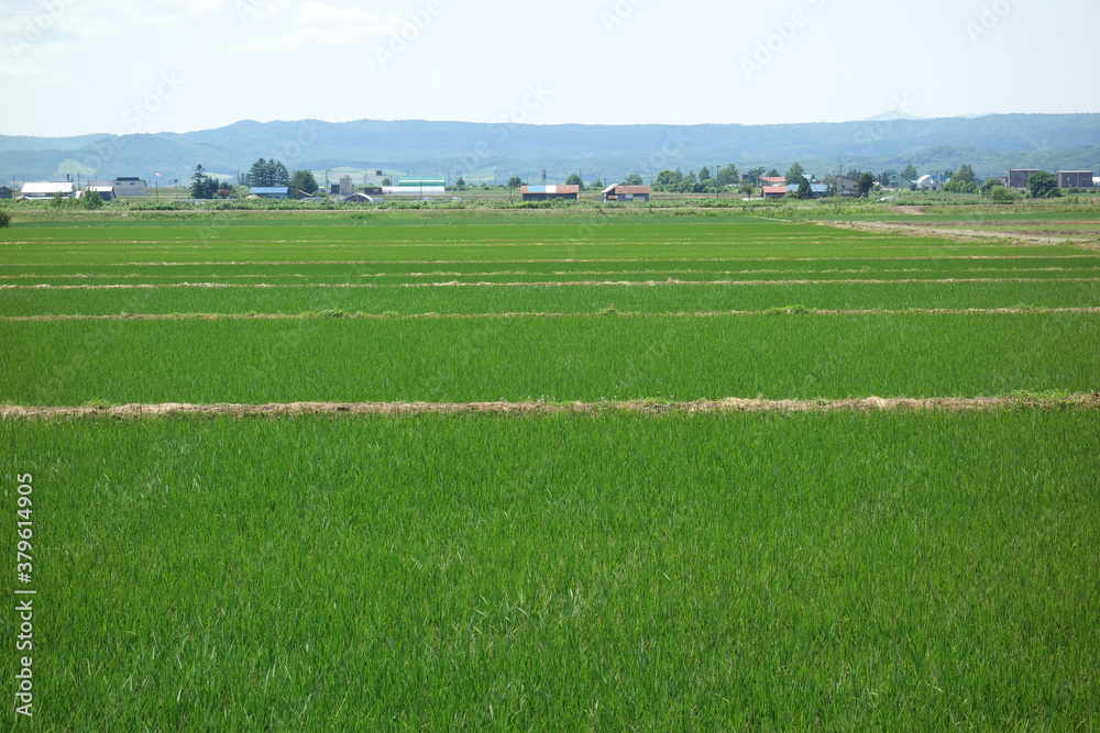 夏の田んぼの風景
