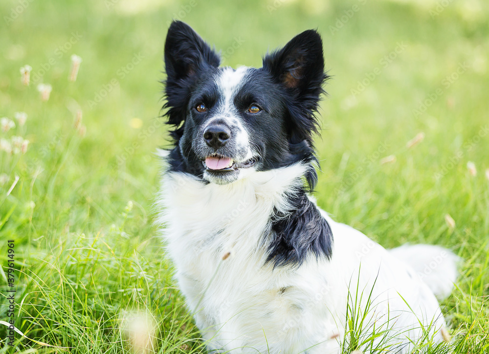 Hund Mix Hund Mix
