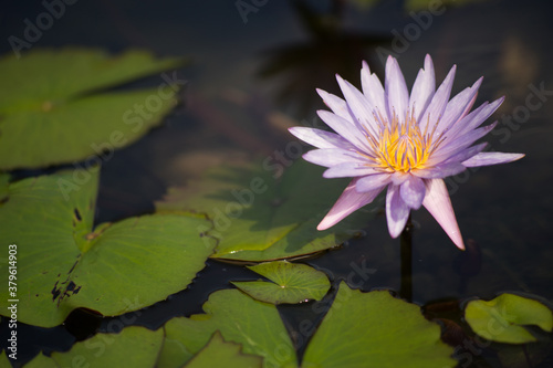 Lotus flower blooming in garden