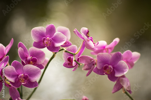 Orchid flower in beautiful garden 