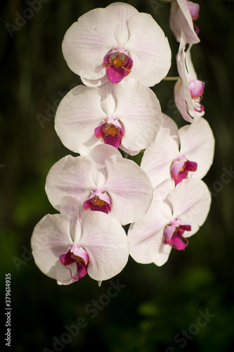 Orchid flower in beautiful garden 