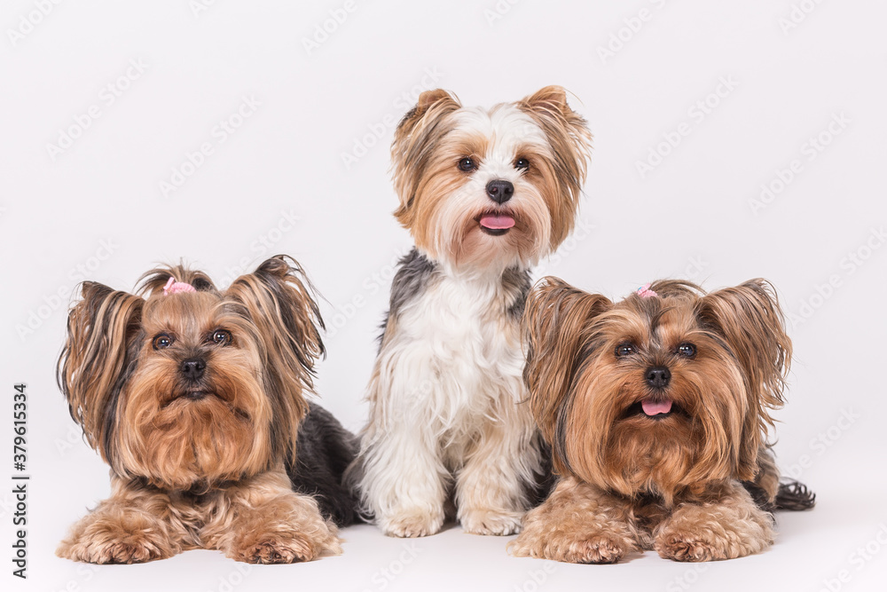 Yorkshire Terrier Yorkshire Terrier