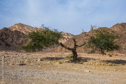 Fototapeta Naklejka Na Ścianę i Meble -  The branchy acacia