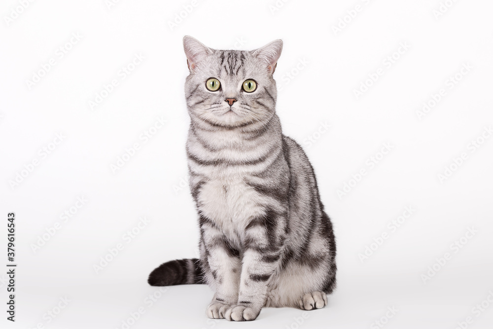 Obraz premium Britisch Kurzhaar