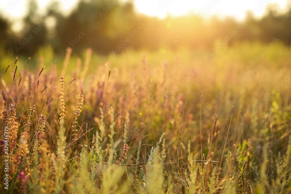 Beautiful field with wild flowers in morning Beautiful field with wild flowers in morning