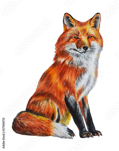 Fox on a white background. Watercolor Illustration. Template. Closeup. Hand drawn.