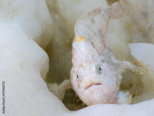 Juvenile spotfin frogfish on a sea sponge (Mergui archipelago, Myanmar)