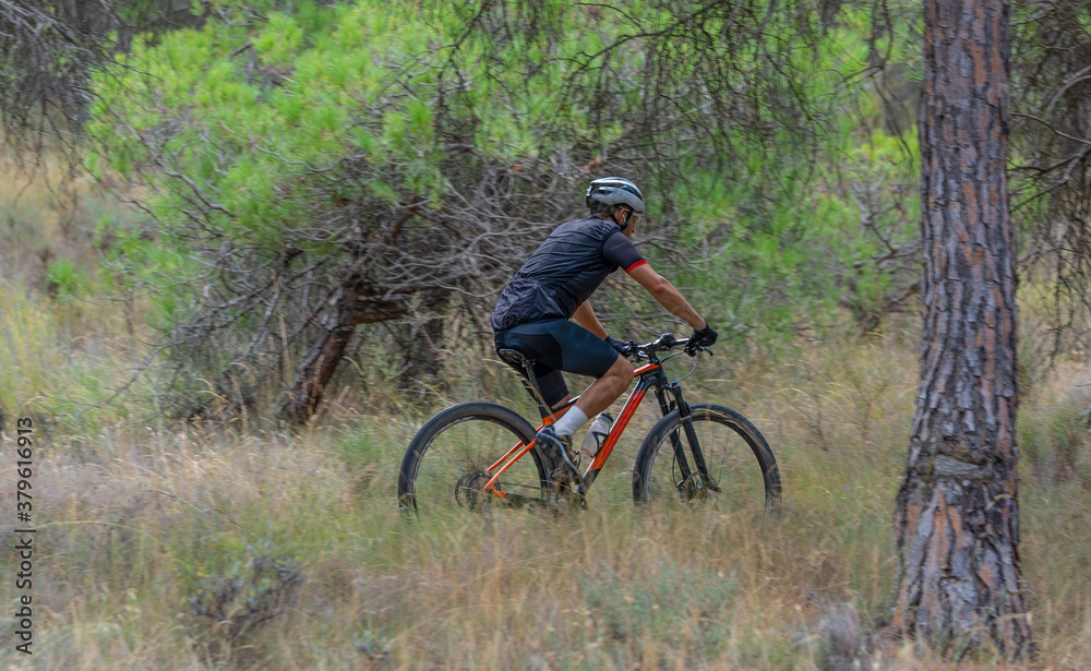 mountain biker on a mountain path with pine trees mountain biker on a mountain path with pine trees