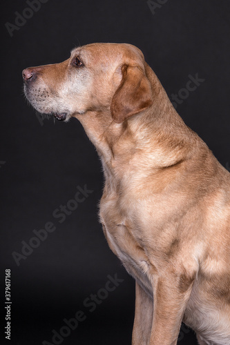 Golden Retriever © Steffen Wrensch