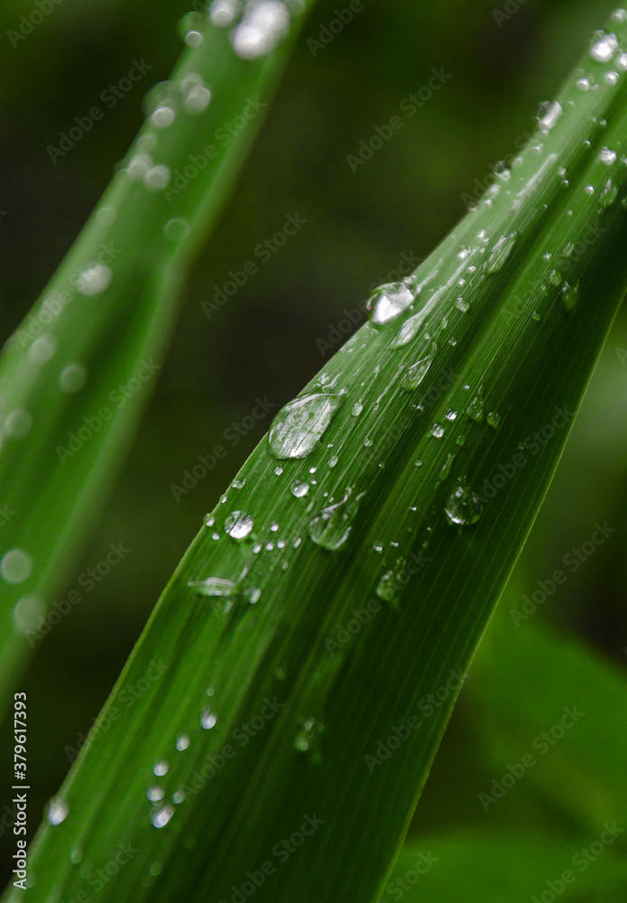 Naklejka premium Macro waterdrops