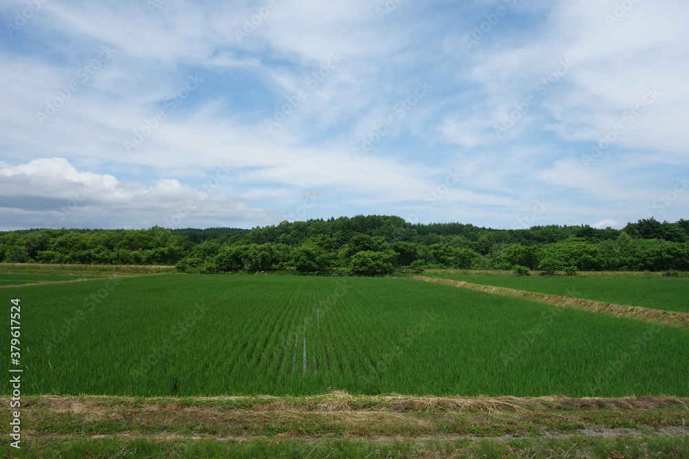 夏の田んぼの風景
