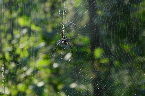 Spider Forest in Melghat