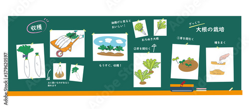 黒板に書かれた大根の育て方　イラスト　セット
