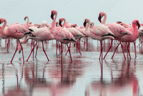 Group birds of pink african flamingos walking around the blue lagoon