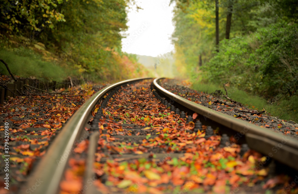 Bahngleise im Herbstlichen Wald - obrazy, fototapety, plakaty 