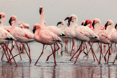 Group birds of pink african flamingos  walking around the blue lagoon © Yuliia Lakeienko