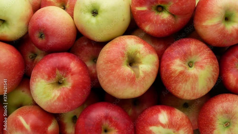 Ripe apples background. Red apples. Harvesting. Ripe apples background. Red apples. Harvesting.