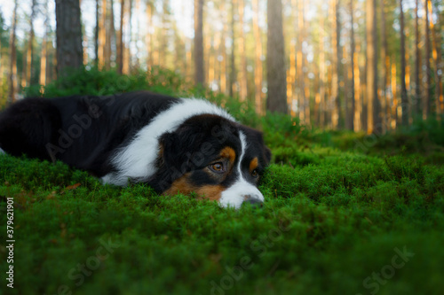 dog in a forest. Australian Shepherd in nature. Landscape with a pet. © annaav