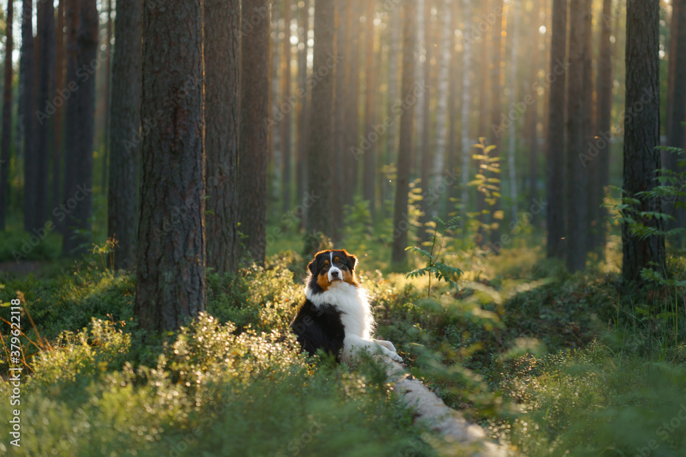 dog in a forest. Australian Shepherd in nature. Landscape with a pet.