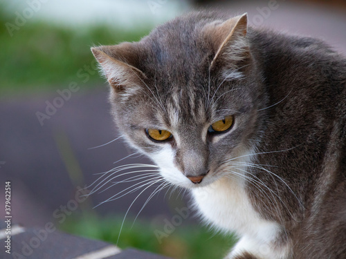 Grey cat with hazelnut eyes staring at me in a Sydney Suburb 