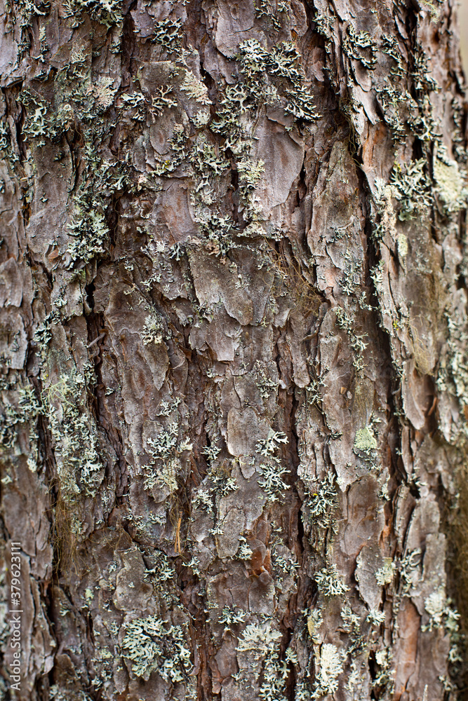 Pine bark texture. Strong tree trunk with old textured bark. Pine bark texture. Strong tree trunk with old textured bark.