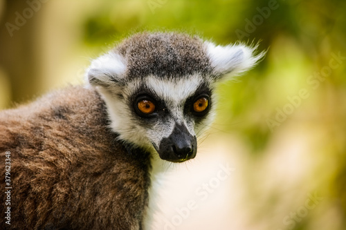 ring lemur