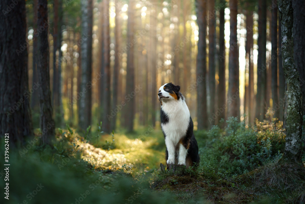 dog in a forest. Australian Shepherd in nature. Landscape with a pet.