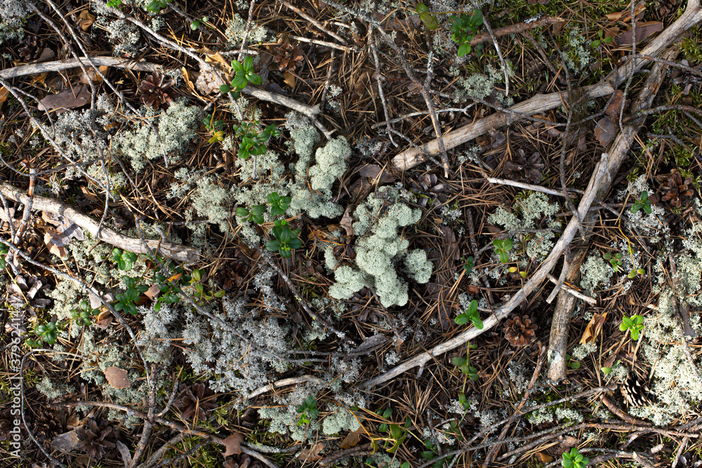Forest moss texture. White moss, lichen, dry branches, cones, leaves.