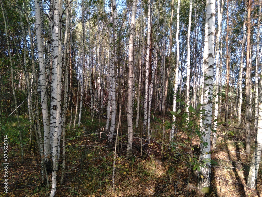 trees in the forest trees in the forest