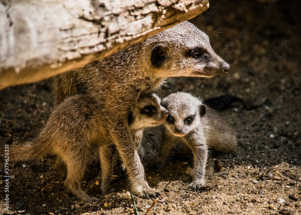 Fototapeta premium Meerkat and babies