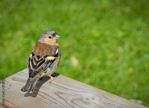 sparrow on a fence