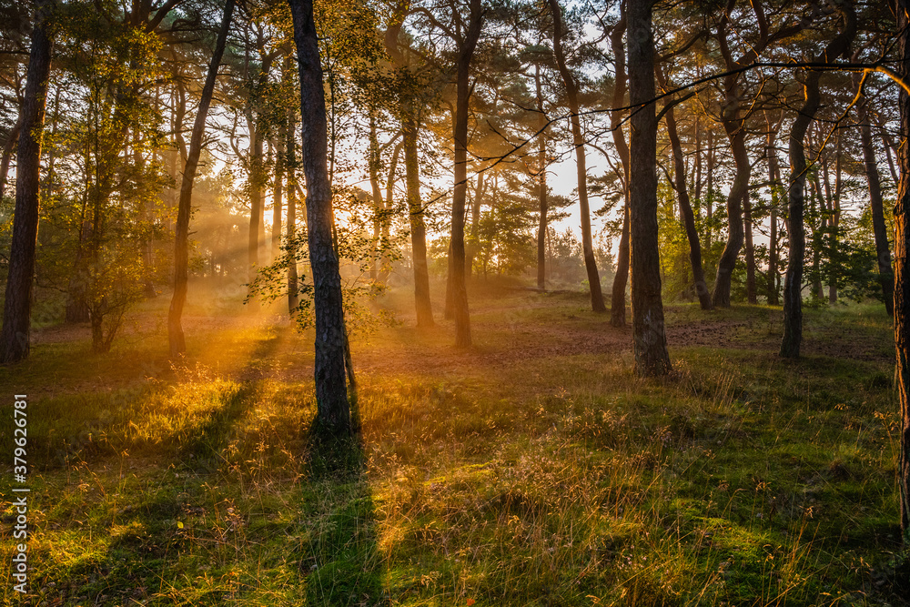 Fototapeta premium autumn in the forest