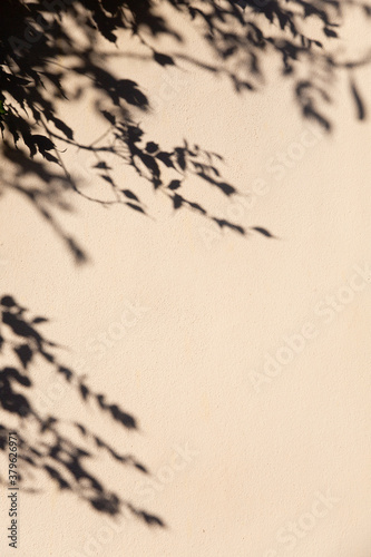 The shadow of the foliage of a tree on a beige wall. Free space for text. A vivid shadow of a tree on the wall.