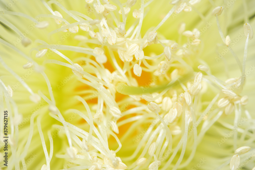 Macro photo of rose apple pollens, extreme close up of rose apple pollens. Macro photo of rose apple pollens, extreme close up of rose apple pollens.