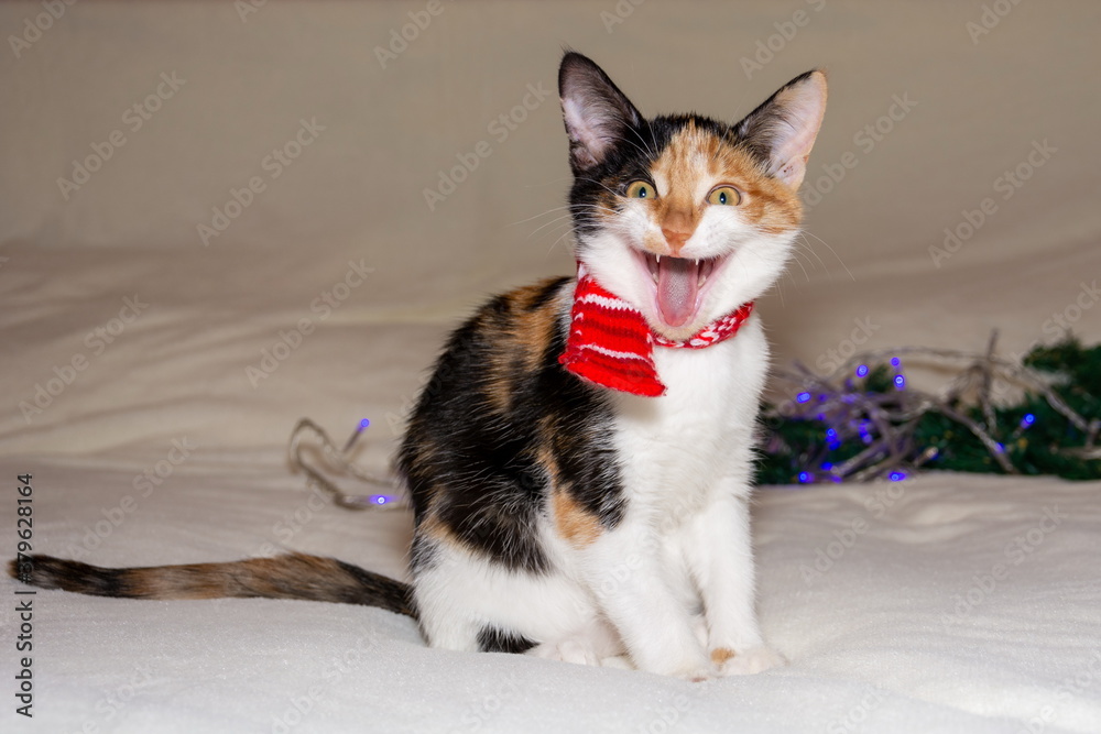 Merry Christmas. tricolor kitten yawns in a Christmas scarf, on a white background.