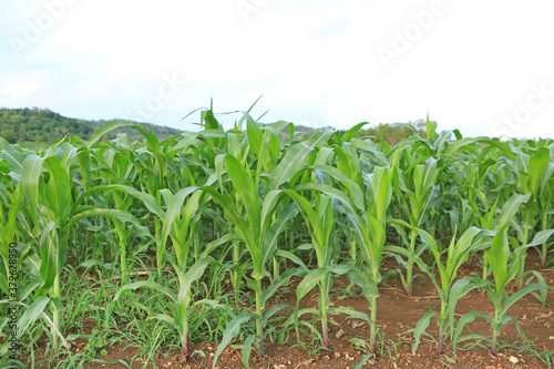 A young green corn field against sky with clouds background